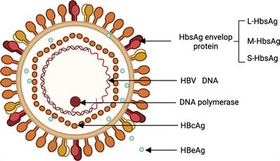 Frontiers | Molecular Pathogenesis: Connections Between Viral Hepatitis ...